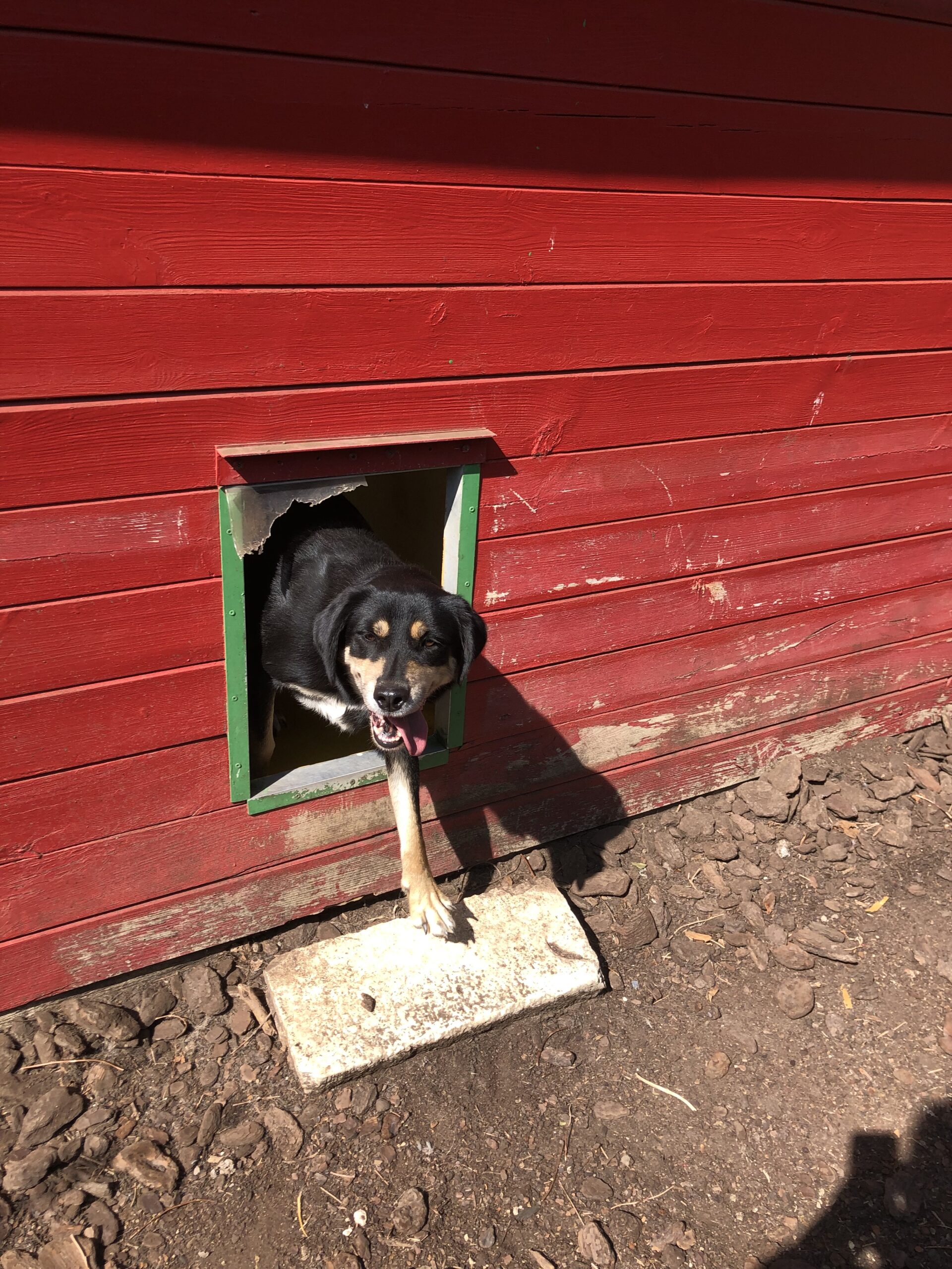 Pension Canine Le Marais De Saintonge Tonnay Charente